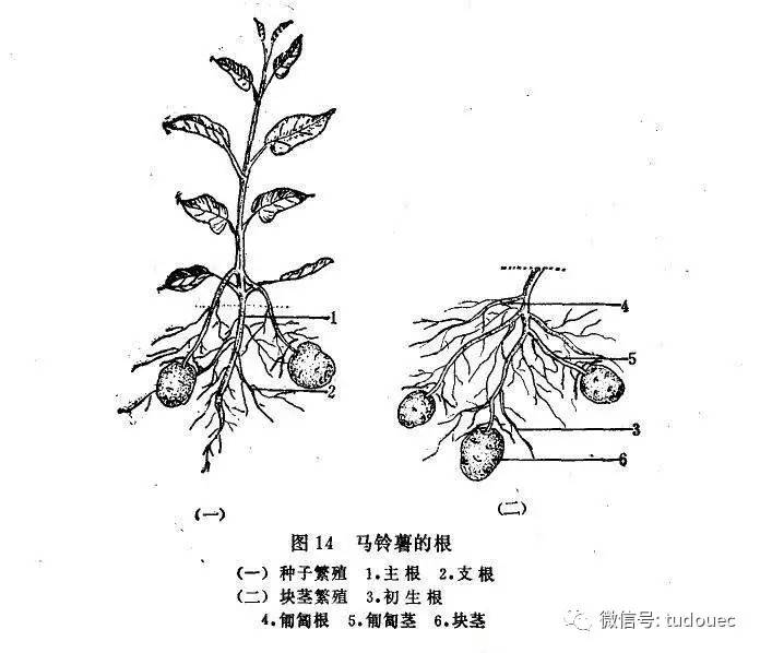 薯课堂从根茎叶花果实分析如何种好马铃薯