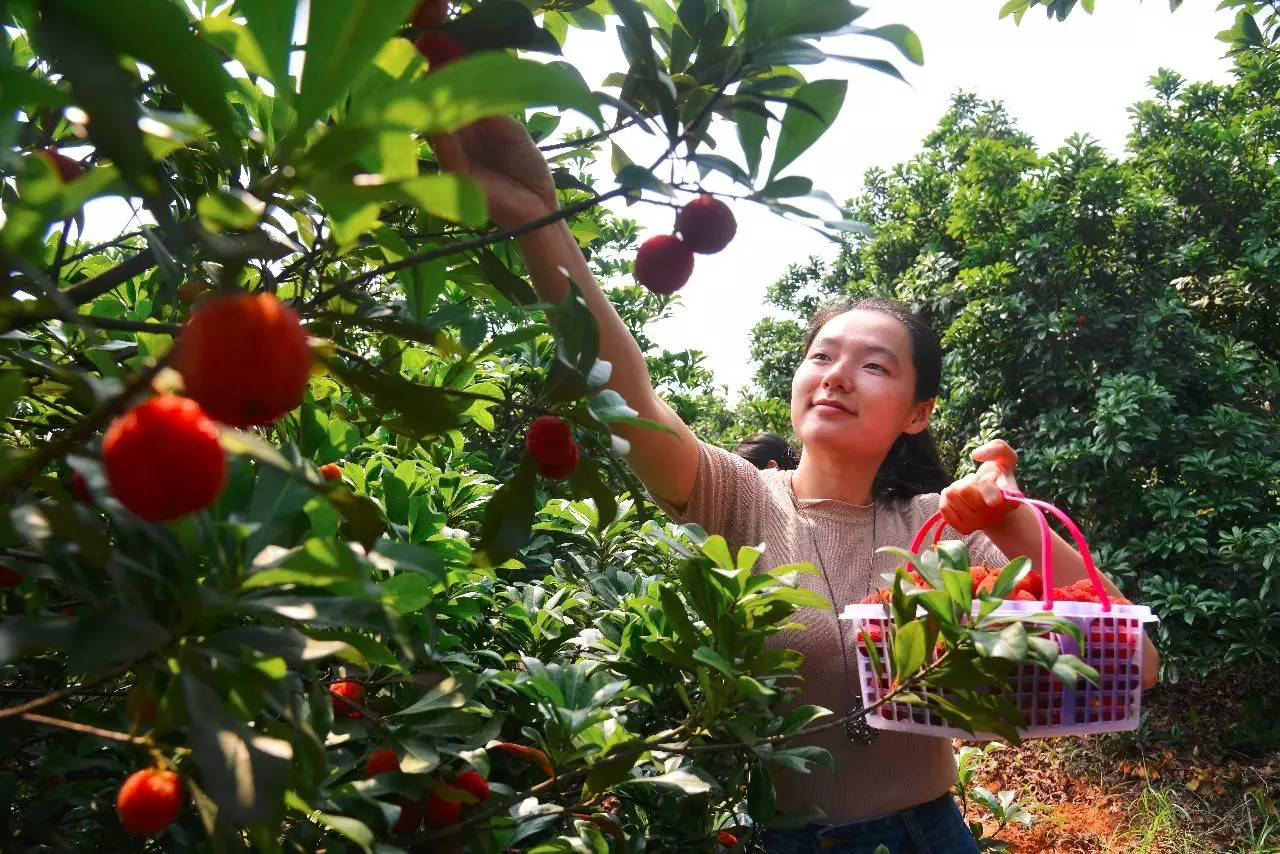 仙女湖第二届杨梅采摘节