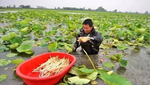 藕带和莲藕就像是同根生的兄弟一般,但是莲藕与藕带不同的是藕带的