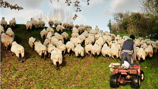 众牧宝两周年,中国畜牧业的新机会