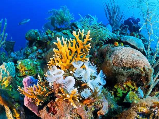 该如何自救? 也许你需要了解这种海洋生物—— 珊瑚.
