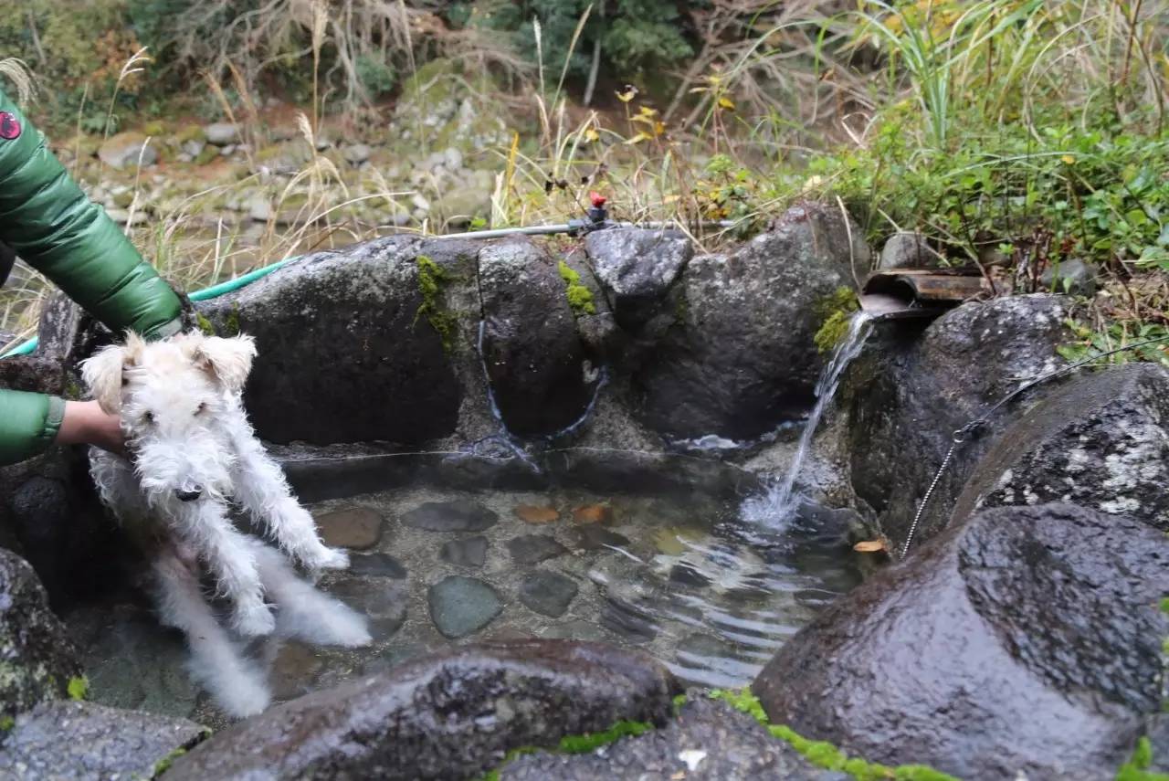 和猫犬一起泡温泉,看暖男大水豚,住猫民宿……伊豆还可以这么玩丨城事