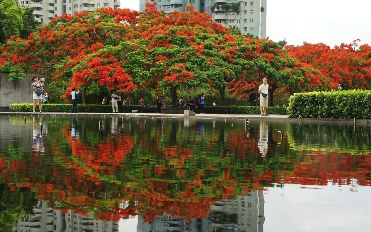 深圳凤凰花开,火红整个夏季