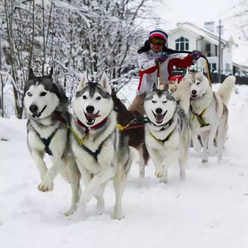 然而,反观国内的一些景点,冬天狗拉雪橇已经成为一种景点项目.