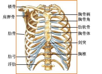 胸骨形似一把剑,上柄中体下刀尖; 柄体交界胸骨角,平对二肋是特点.