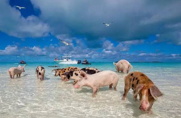 巴哈马归来不看海,最少女心的粉红沙滩很适合你的蜜月
