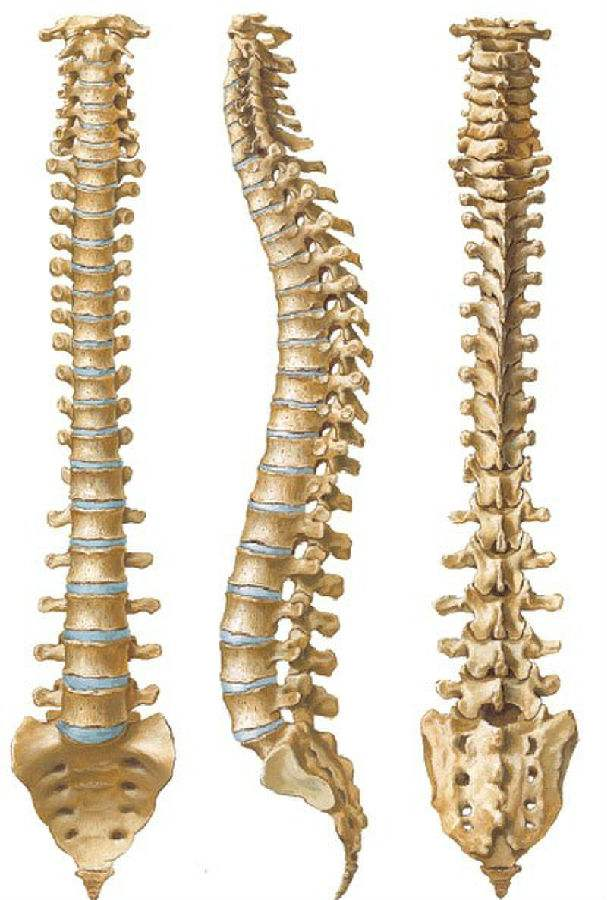 脊柱韧带,三长两短; 腰椎穿刺,棘上棘间; 再透黄韧,进入椎
