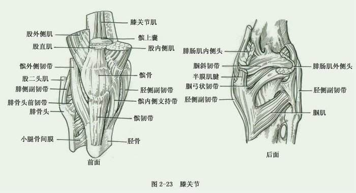 肘关节很特殊,一个囊内包三组; 肱桡肱尺桡尺近,桡环韧带尺桡付; 屈肘