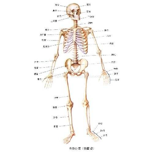 执业医师考试考前复习—中医解剖学记忆口诀