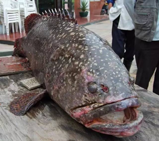 野生龙趸鱼常年生活在深海环境中,较少受到污染,体重一般在三四十斤