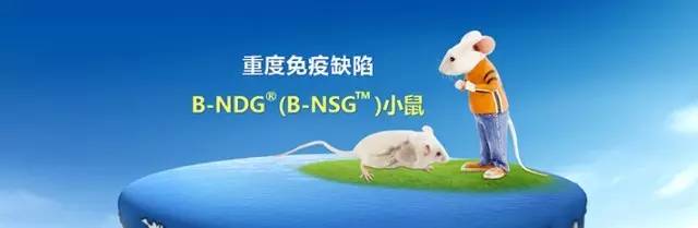 B Ndg B Nsg 小鼠 您的不二选择