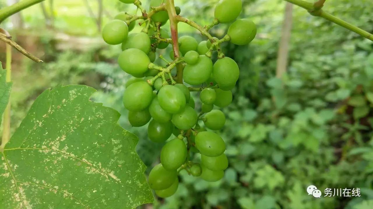 还有葡萄,青脆李,都你不让我,我不让你的慢慢长大,这些可都是儿时必不