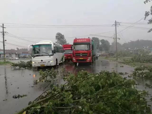 一阵大雨过后 全部扑到在了地里 雨后路边的大树 齐河308国道 路旁的