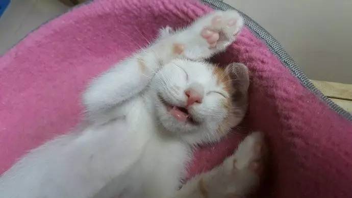 一只喜欢微笑的小猫咪,连睡觉也在微笑,太治愈了.