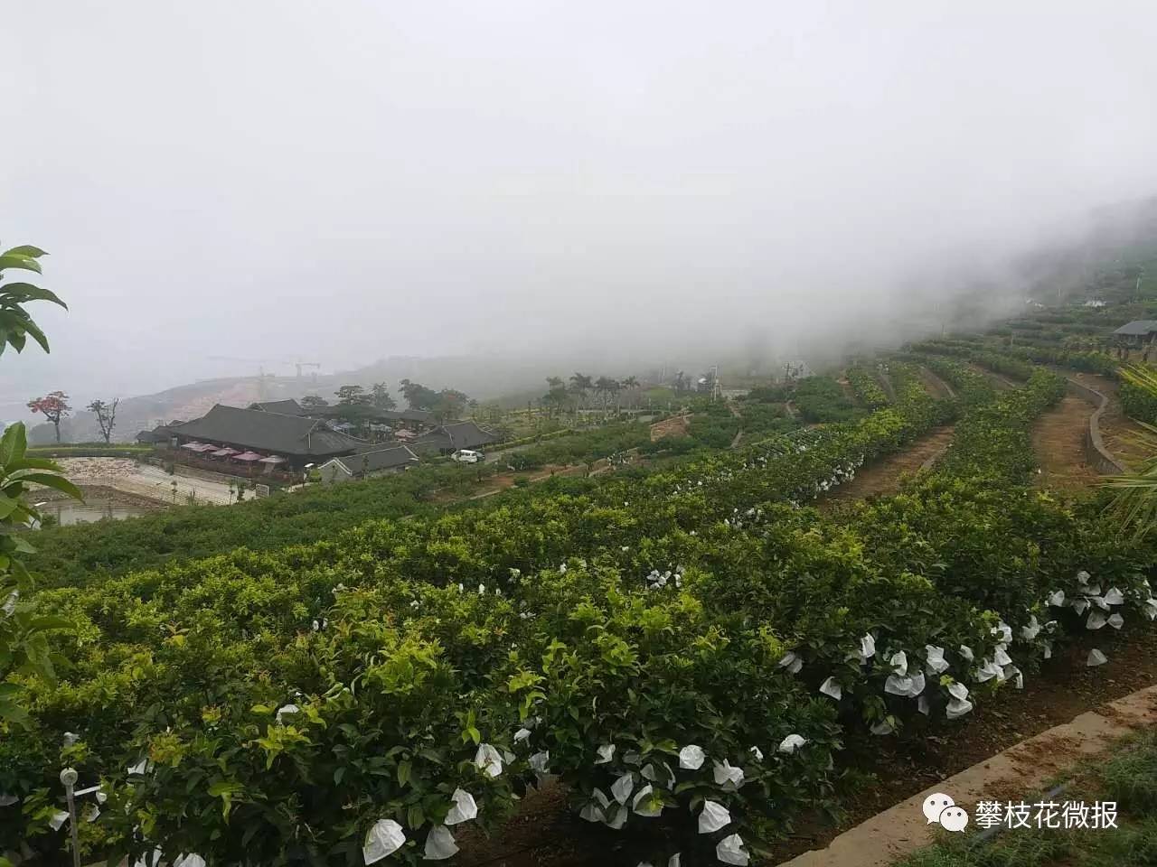 攀枝花这个高颜值水果粉嘟嘟,娇滴滴,太撩人了!