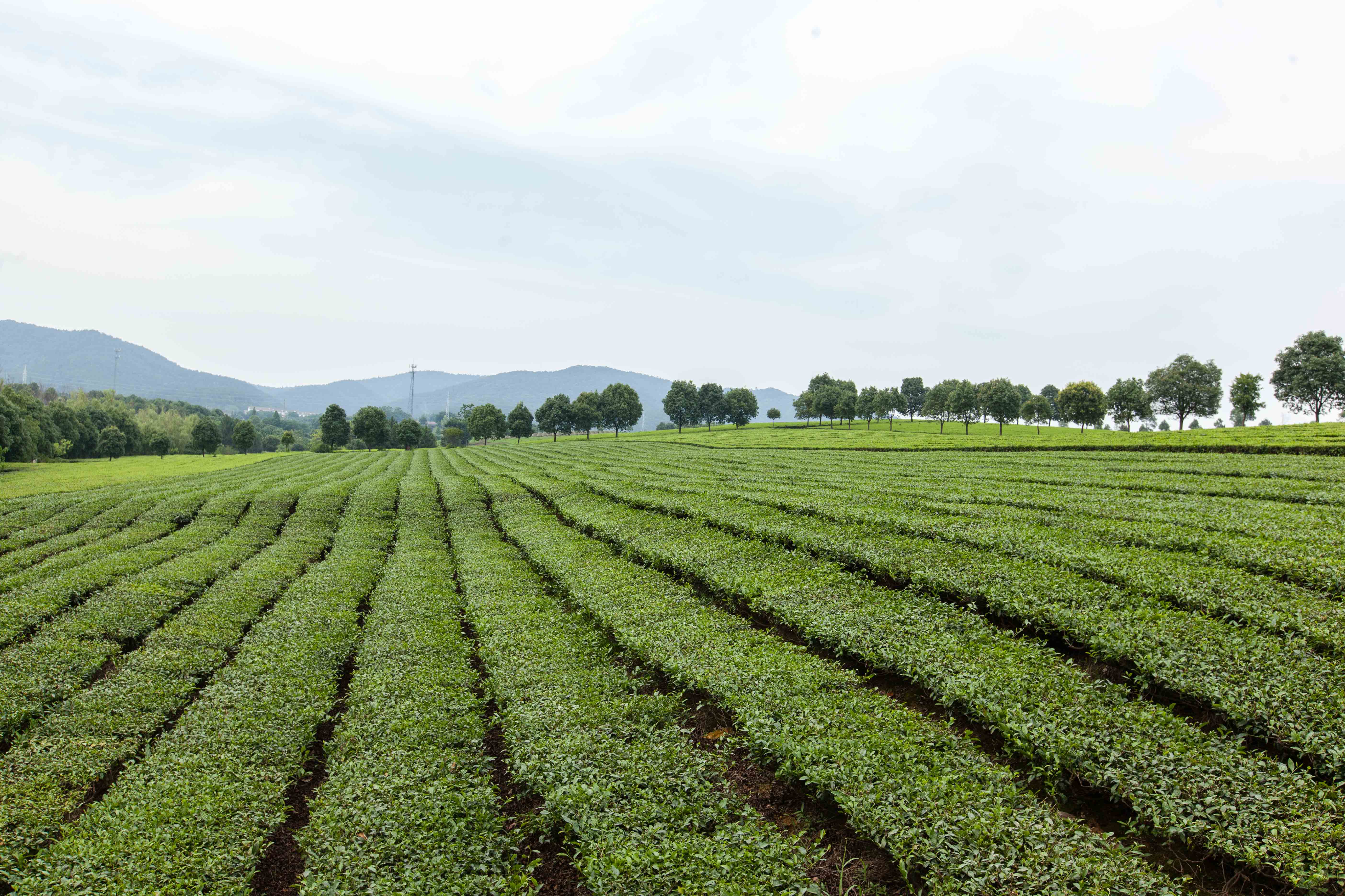 祠山岗茶场里的茶中爱马仕黄金芽