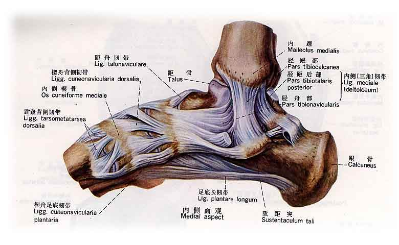 膝关节最复杂,全身关节它最大; 内含两块半月板,前后韧带相交叉