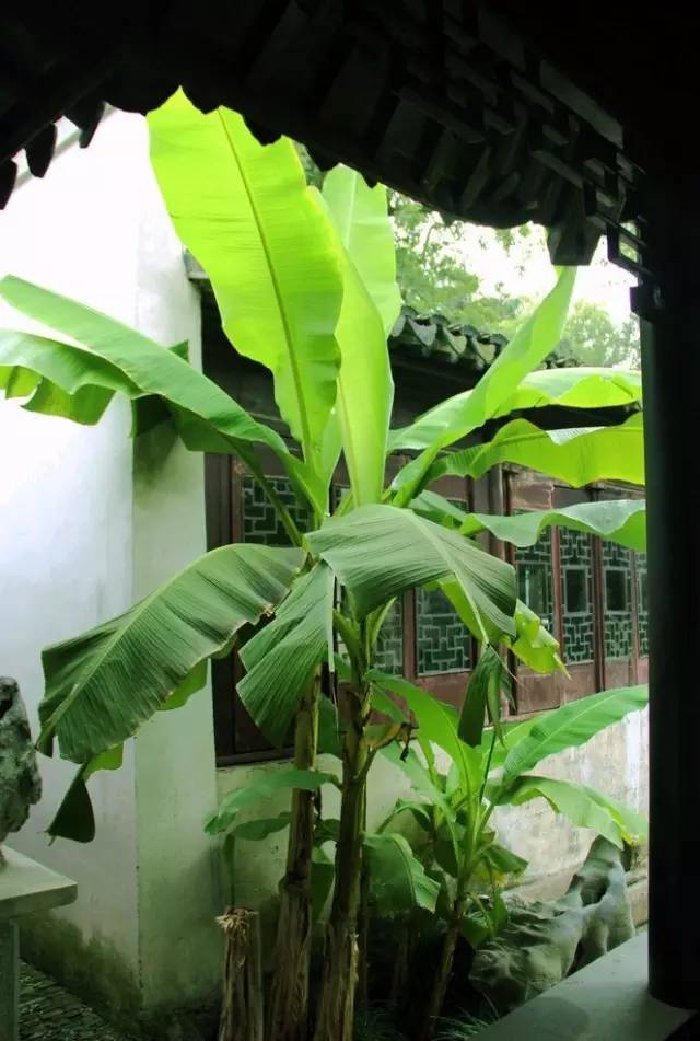 江南诗意雨打芭蕉