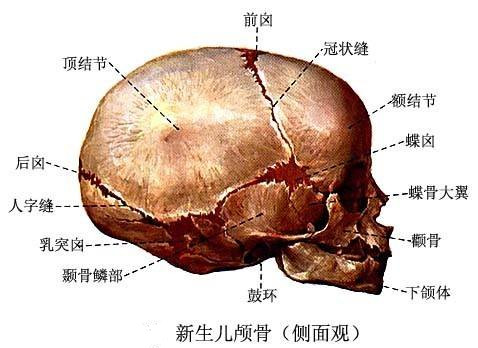 新生儿颅骨有特点,头大脸小颊饱满;额顶骨间有前囟,闭合约在一岁半