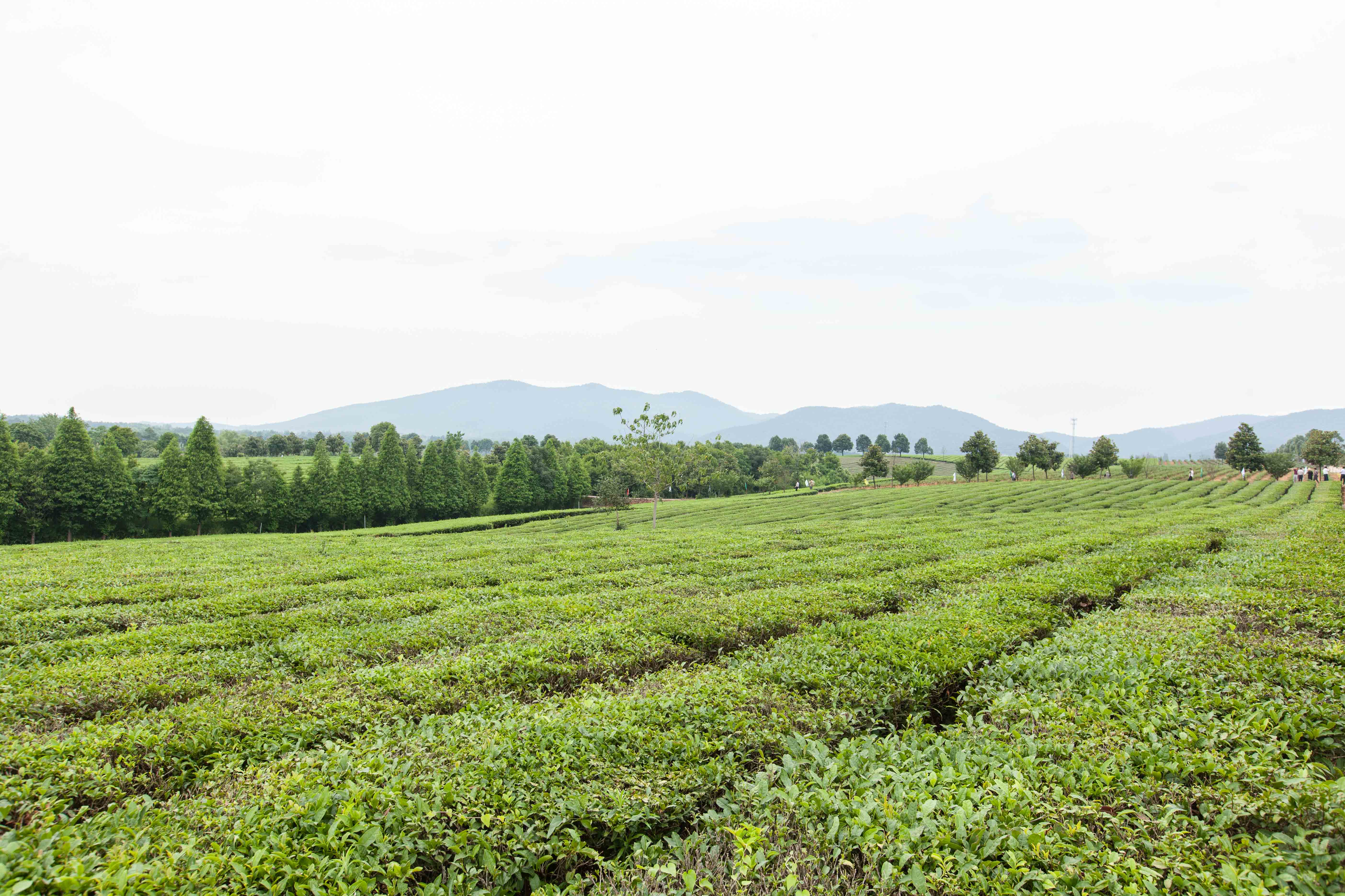 祠山岗茶场里的茶中爱马仕黄金芽