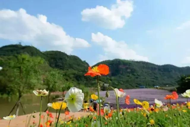 花田酒地玻璃栈道