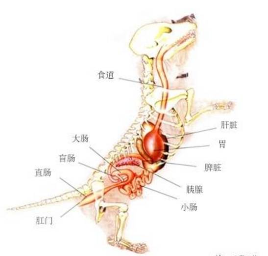 吃骨头会造成一系列消化道的问题