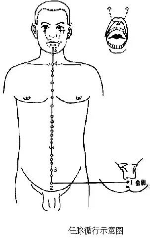 (三)冲脉的循行及其生理功能
