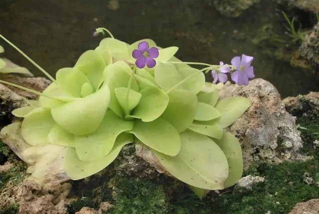 樱叶捕虫堇pinguicula primuliflora原产自美国东南部,叶片长匙形,似