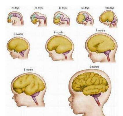 胎儿脑发育需要多种营养素,但孕妇应注意摄取的胎儿健脑的营养素有