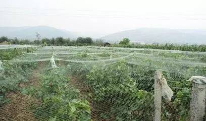 苹果树防鸟网怎么搭_苹果树卡通图片