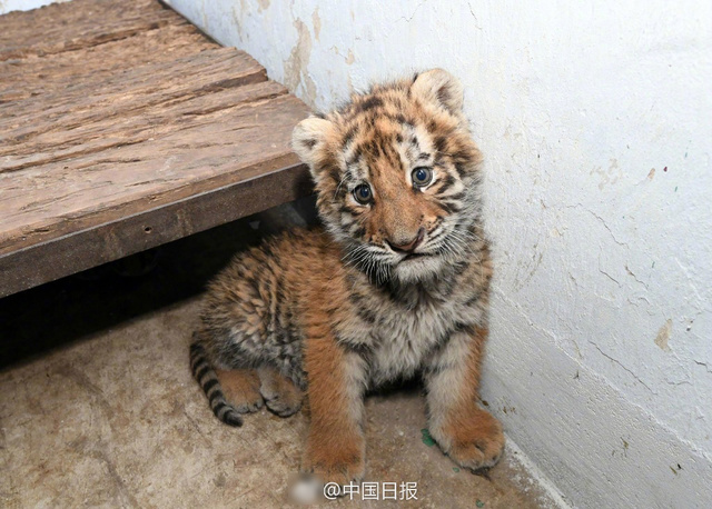 【大猫来袭,铲屎官们要稳住】五胞胎东北虎卖萌不输喵星人