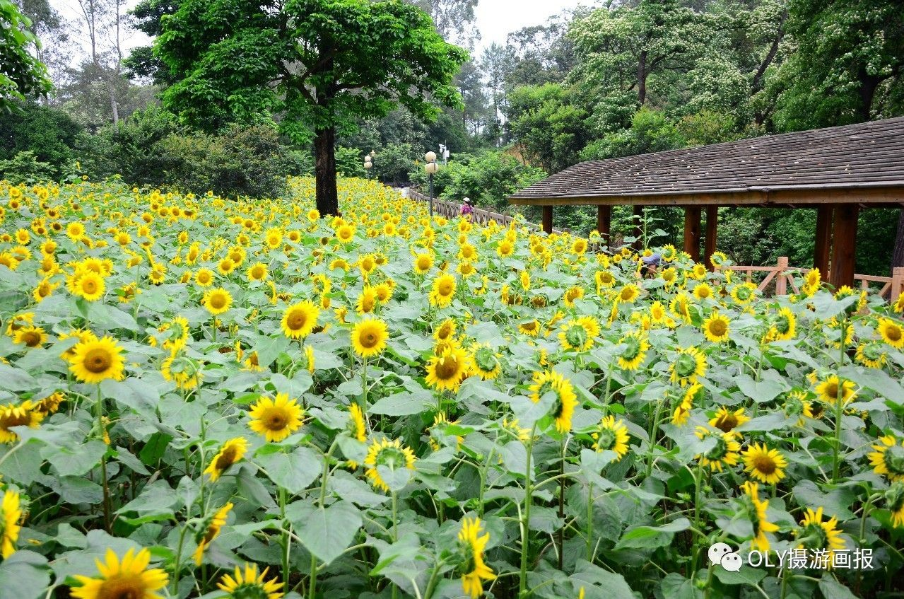 在从化这个花园里葵花灿烂魅力一夏