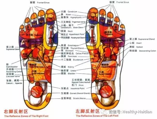 右半大脑反射区在左脚,左半大脑反射区在右脚.