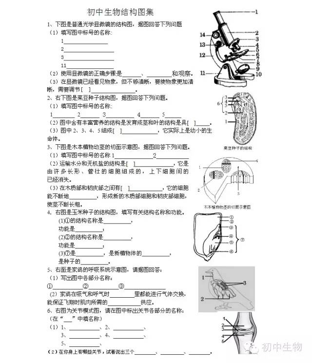 干货丨必会的初中生物结构示意图题集