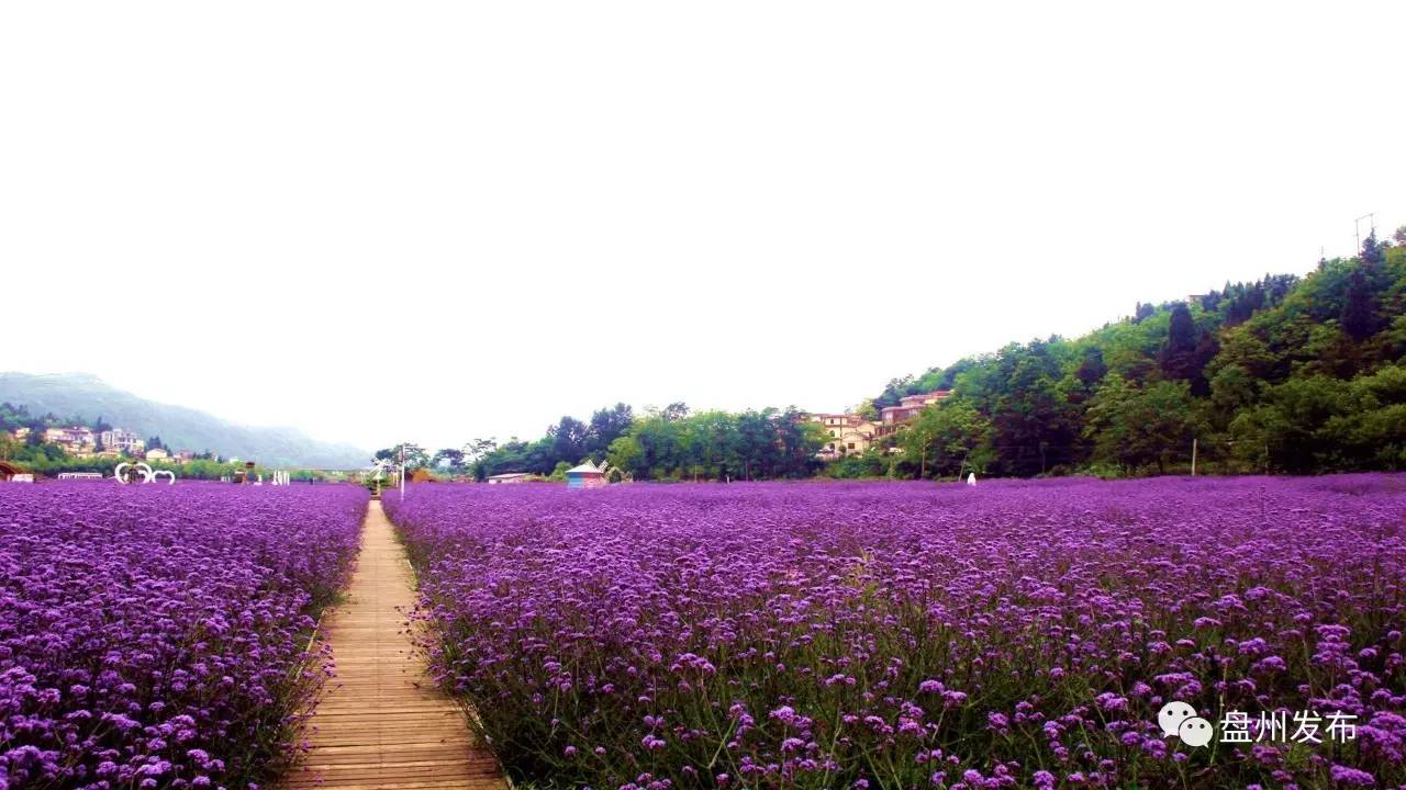 【盘州旅游】醉在乡村游·美在花开—哒啦仙谷七彩花田等你来