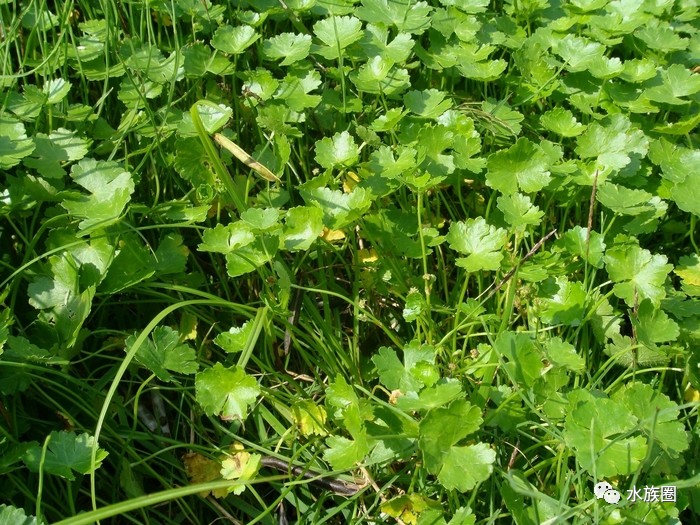 水草资料几种天胡荽介绍