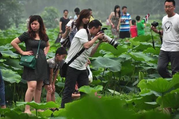 又到一年赏荷季 五夫第五届"荷花节"开始啦!约否?