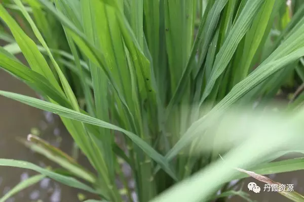 醚菊酯,吡蚜酮,噻嗪酮等药剂;防治稻纵卷叶螟(兼治稻杆潜蝇,稻蓟马