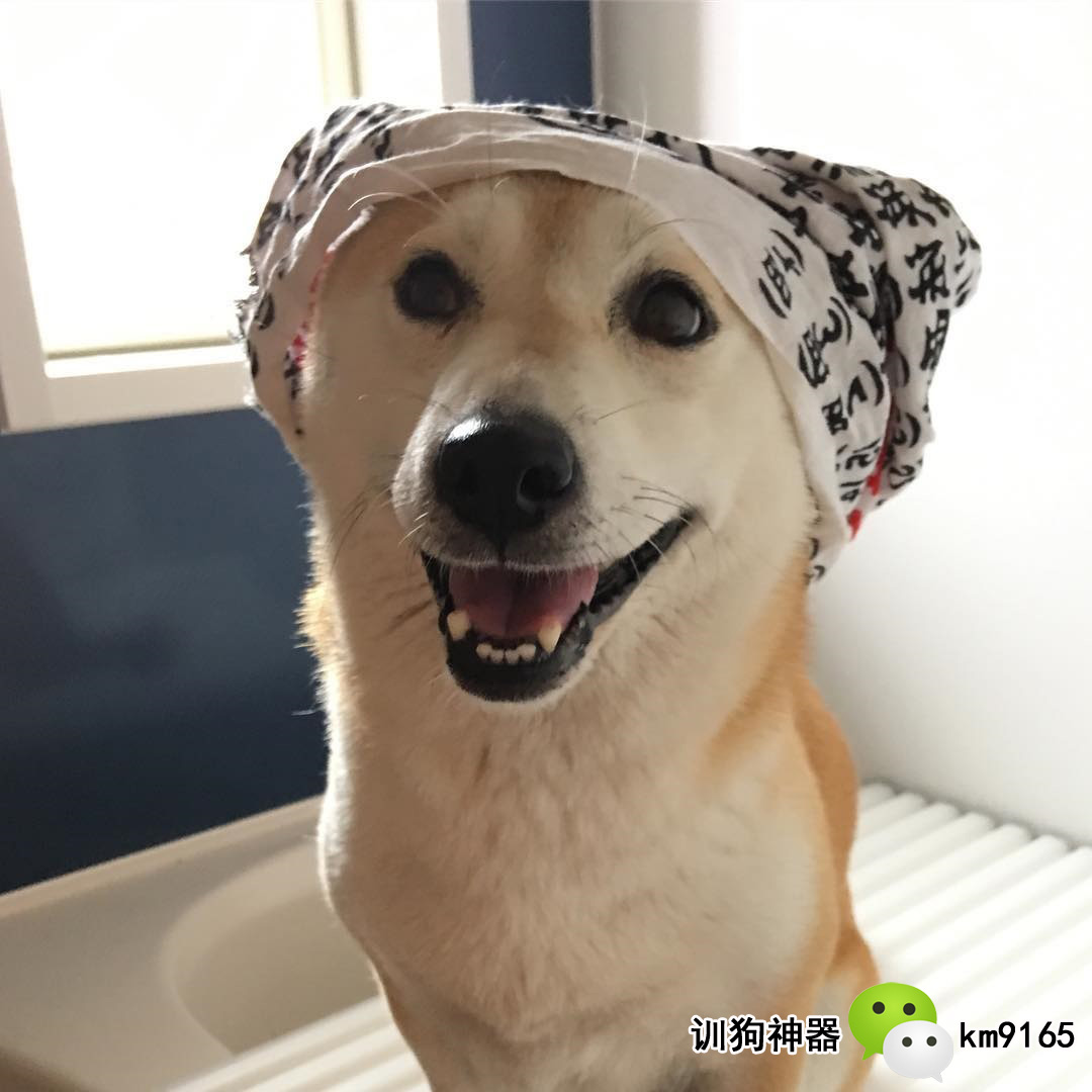 史上最懒的狗狗没有之一这只柴犬就是赖皮加耍萌