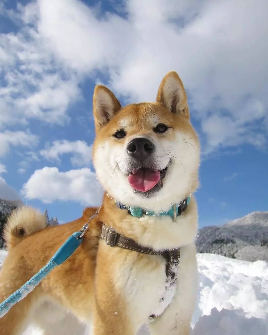 日本柴犬宠物狗搞笑4K视频素材免费下载[万图聚视频素材网]