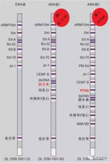 懂你曲谱动态谱_你懂的(3)