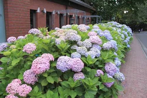 夏日观花百变精灵八仙花