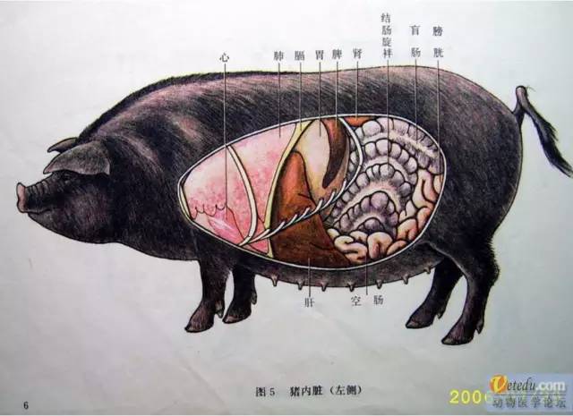 [养猪技术]最全生猪结构图出炉,养猪人必备的好资料!