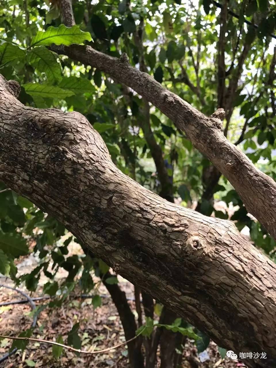 网易直播寻香朱苦拉中国最古老的咖啡林与世隔绝的人间仙境