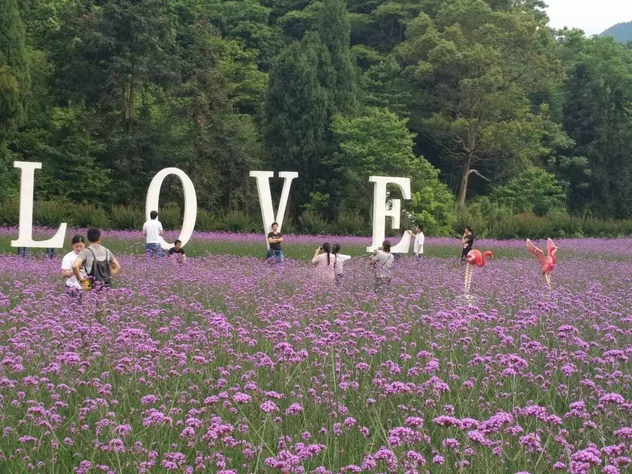 火烈鸟,爱情鸟据说在花海遇到此鸟的人爱情甜美,幸福满满当然除了大片