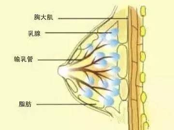 乳房下垂的四类原因