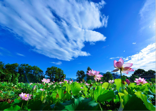 三生三世,十里荷花!7月12日首届武夷山"朱子婚礼"大典浪漫开启!