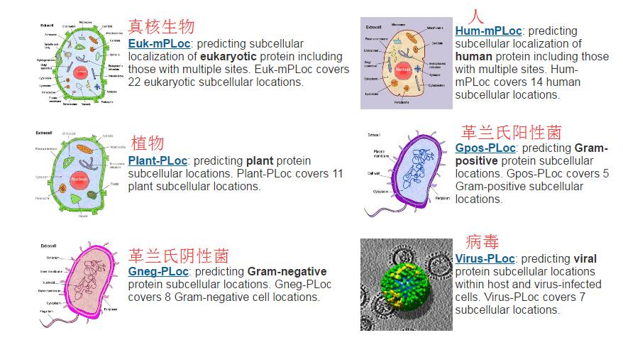 如何预测蛋白质的亚细胞定位?