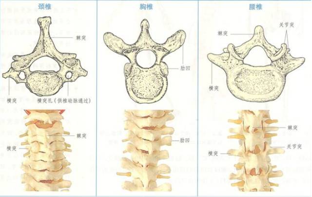 简单地讲:沿着脊椎的31对神经分别由脊椎骨与脊椎骨之间的椎间孔伸出
