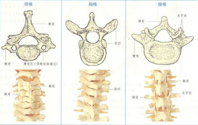 养骨就是养命,夏季这样养骨,轻松过百岁!